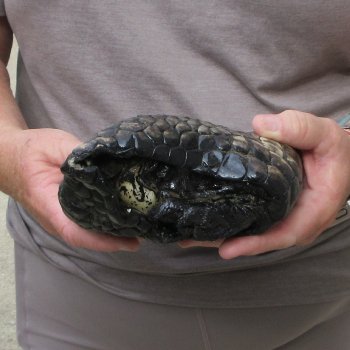 Preserved Alligator Foot 10-3/4 inches 