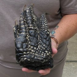 Preserved Alligator Foot 9 inches 