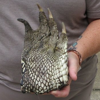 Preserved Alligator Foot 9 inches 