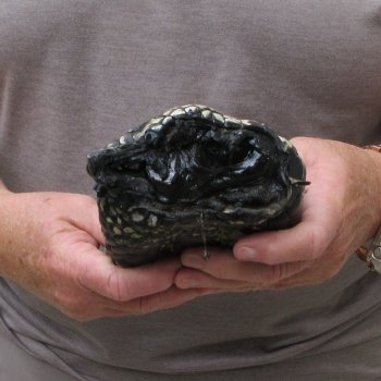 Preserved Alligator Foot 9 inches 