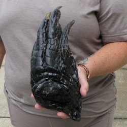 Preserved Alligator Foot 10-3/4 inches 