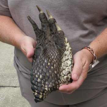Preserved Alligator Foot 10-3/4 inches 