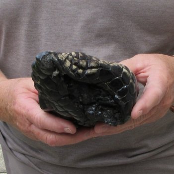 Preserved Alligator Foot 10-3/4 inches 