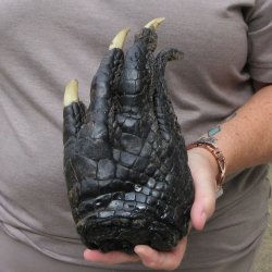 Preserved Alligator Foot 9 inches 