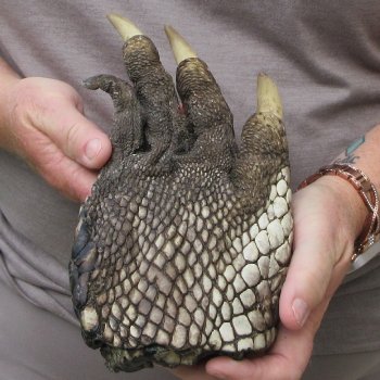 Preserved Alligator Foot 9 inches 