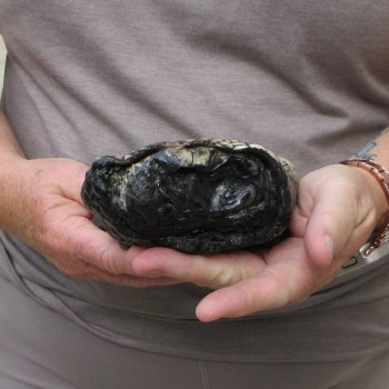 Preserved Alligator Foot 9 inches 