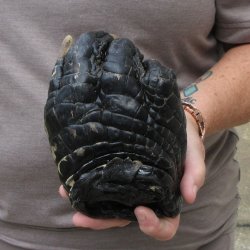 Preserved Alligator Foot 6-1/4 inches 