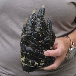 Preserved Alligator Foot 8 inches 