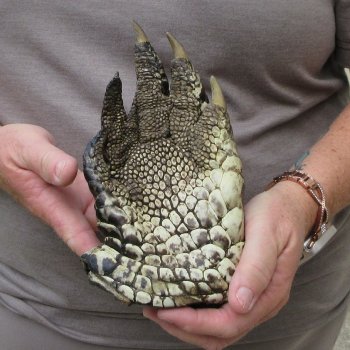 Preserved Alligator Foot 8 inches 