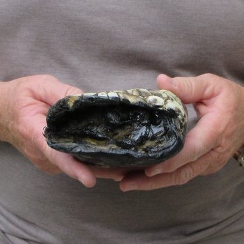 Preserved Alligator Foot 8 inches 