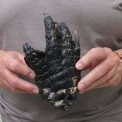 Preserved Alligator Foot 7-1/2 inches 