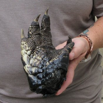 Preserved Alligator Foot 7-1/2 inches 