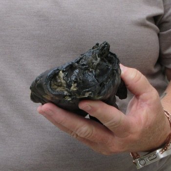 Preserved Alligator Foot 7-1/2 inches 