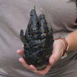 Preserved Alligator Foot 7 inches 