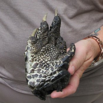 Preserved Alligator Foot 7 inches 