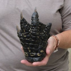 Preserved Alligator Foot 6-1/2 inches 