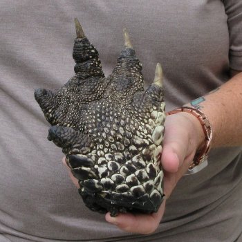Preserved Alligator Foot 6-1/2 inches 