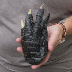 Preserved Alligator Foot 6-1/2 inches 