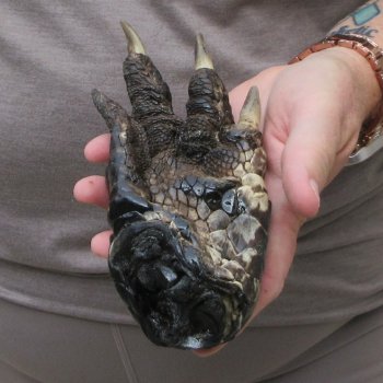 Preserved Alligator Foot 6-1/2 inches 