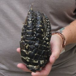 Preserved Alligator Foot 6-1/2 inches 