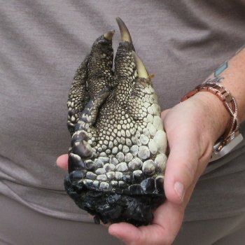 Preserved Alligator Foot 6-1/2 inches 