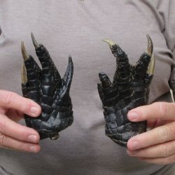 Two piece 5-6 inch Preserved Alligator Foot 