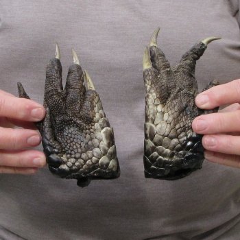 Two piece 5-6 inch Preserved Alligator Foot 