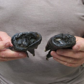 Two piece 5-6 inch Preserved Alligator Foot 
