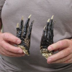 Two piece 5-6 inch Preserved Alligator Foot 