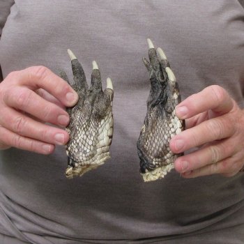 Two piece 5-6 inch Preserved Alligator Foot 