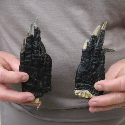 Two piece 5-6 inch Preserved Alligator Foot 