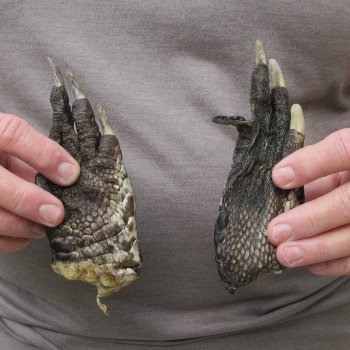 Two piece 5-6 inch Preserved Alligator Foot 