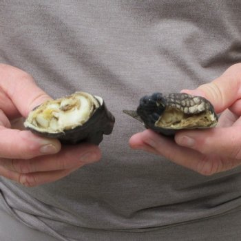 Two piece 5-6 inch Preserved Alligator Foot 