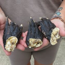 Three piece 5-6 inch Preserved Alligator Foot 