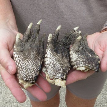 Three piece 5-6 inch Preserved Alligator Foot 