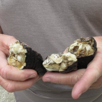 Three piece 5-6 inch Preserved Alligator Foot 
