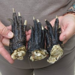 Three piece 5-6 inch Preserved Alligator Foot 