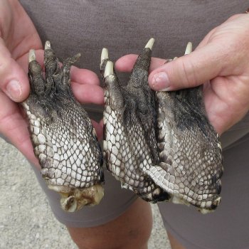 Three piece 5-6 inch Preserved Alligator Foot 