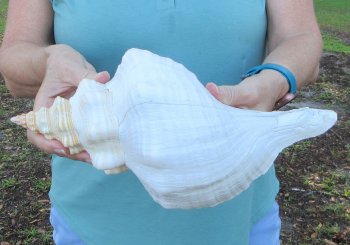 13 inch Horse Conch