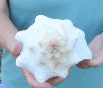 13 inch Horse Conch