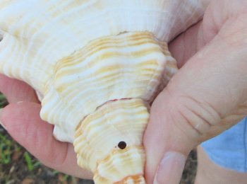 13 inch Horse Conch