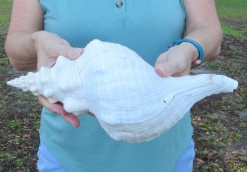 13-1/2 inch Horse Conch