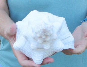 13-1/2 inch Horse Conch