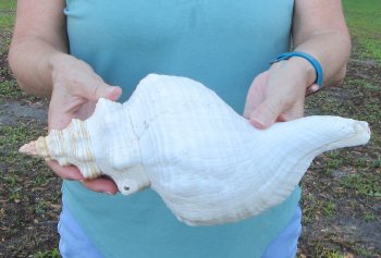 13-3/4 inch Horse Conch