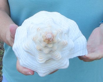 13-3/4 inch Horse Conch