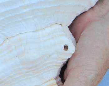 13-3/4 inch Horse Conch