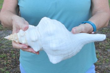 13 inch Horse Conch
