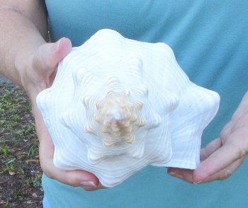 13 inch Horse Conch