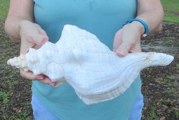 13-1/2 inch Horse Conch