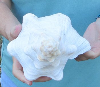 13-1/2 inch Horse Conch
